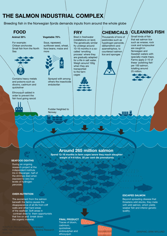 NORWEGIAN SALMON Mikael slide 15 English